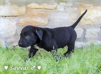 Savas, Selma und Simos   suchen ein Zuhause