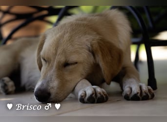 Brisco sucht ein Zuhause