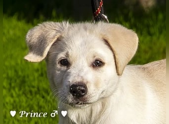 Prince sucht ein  Zuhause