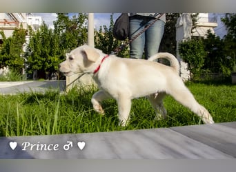 Prince sucht ein  Zuhause