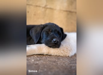 Update: Savas, Selma und Simos   suchen ein Zuhause