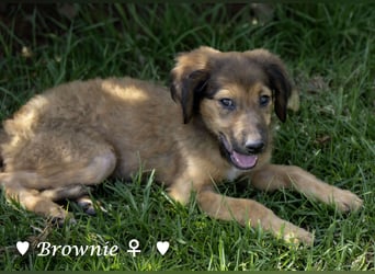 Update: Vier Welpen (Baja,  Bambi, Scorpio und   Brownie) suchen ab  Ende August ein Zuhause