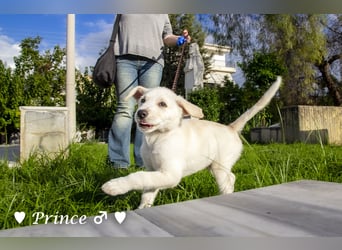 Prince sucht ein  Zuhause