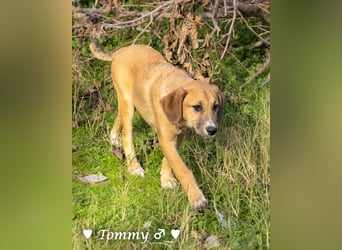 Tommy sucht ab sofort ein Zuhause