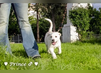 Prince sucht ein  Zuhause