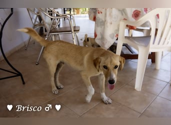 Brisco sucht ein Zuhause