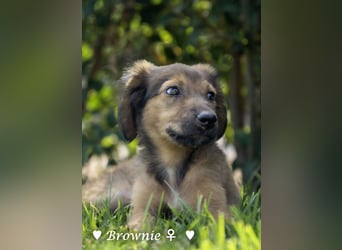 Badu, Baja,  Bambi, Scorpio und   Brownie suchen ab August ein Zuhause