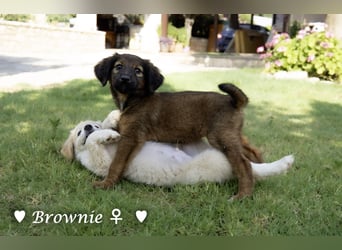 Britney und Brownie suchen ab August ein Zuhause