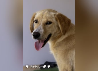 Brisco sucht ein Zuhause