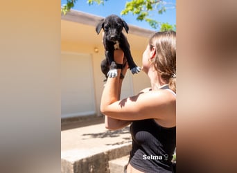Update: Savas, Selma und Simos   suchen ein Zuhause