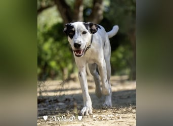 Brisco (in der Nähe von Frankfurt) sucht ein Zuhause