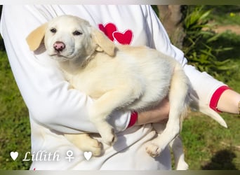 Lillith sucht ein Zuhause