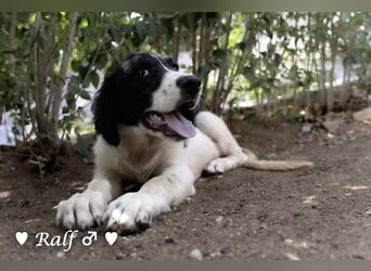 Ramon, Ralf, Randy, Ray und Raischa suchen ein Zuhause