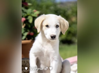 Baja,  Bambi, Scorpio und   Brownie suchen ab August ein Zuhause