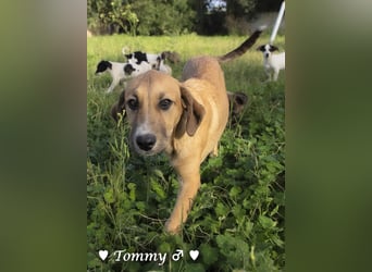 Tommy sucht ab sofort ein Zuhause