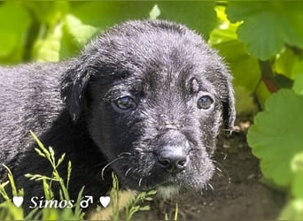 Savas, Selma und Simos   suchen ein Zuhause