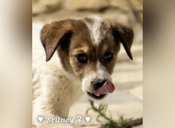 Britney und Brownie suchen ab August ein Zuhause