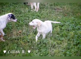 Lillith sucht ein Zuhause