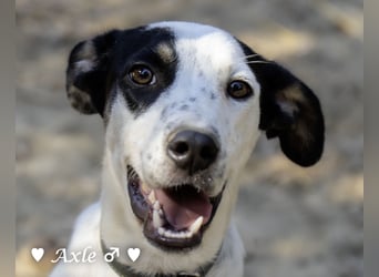 Brisco (in der Nähe von Frankfurt) sucht ein Zuhause