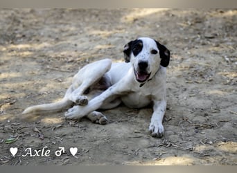 Brisco (in der Nähe von Frankfurt) sucht ein Zuhause