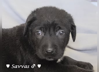 Savas, Selma und Simos   suchen ein Zuhause