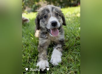 Badu, Baja,  Bambi, Scorpio und   Brownie suchen ab August ein Zuhause