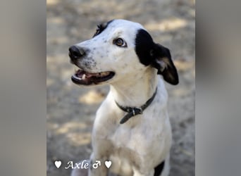 Brisco (in der Nähe von Frankfurt) sucht ein Zuhause