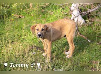 Tommy sucht ab sofort ein Zuhause