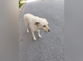 **LUNA**, Labrador Mix, ca 4 Jahre, weiblich kastriert