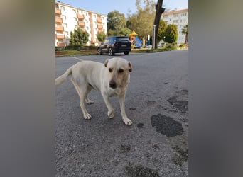 **LUNA**, Labrador Mix, ca 4 Jahre, weiblich kastriert