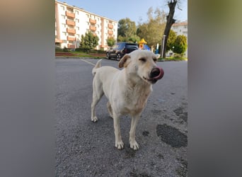 **LUNA**, Labrador Mix, ca 4 Jahre, weiblich kastriert