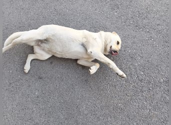 **LUNA**, Labrador Mix, ca 4 Jahre, weiblich kastriert