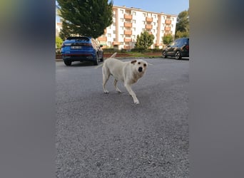 **LUNA**, Labrador Mix, ca 4 Jahre, weiblich kastriert