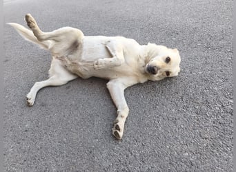 **LUNA**, Labrador Mix, ca 4 Jahre, weiblich kastriert