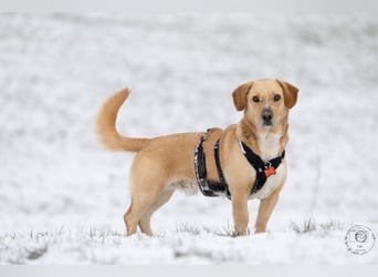 Oli sucht ein erfahrenes Zuhause