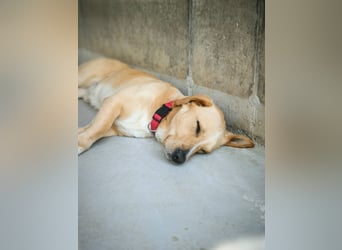 Oli sucht ein erfahrenes Zuhause