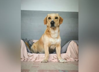 Oli sucht ein erfahrenes Zuhause