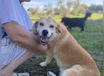 Marylou – eine sanfte, kuschelige Hundedame sucht ihr Glück