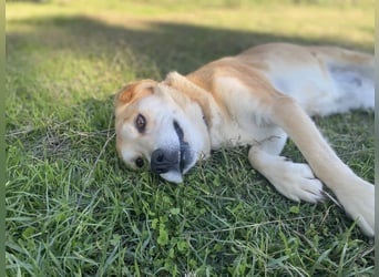 Marylou – eine sanfte, kuschelige Hundedame sucht ihr Glück