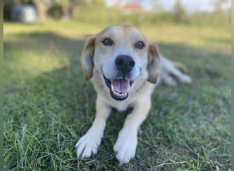 Marylou – eine sanfte, kuschelige Hundedame sucht ihr Glück