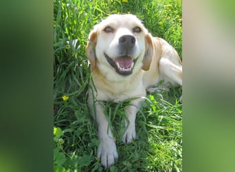 Marylou – eine sanfte, kuschelige Hundedame sucht ihr Glück