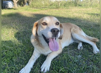 Marylou – eine sanfte, kuschelige Hundedame sucht ihr Glück