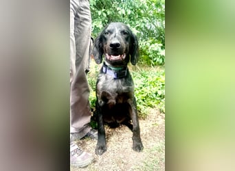 Budha, lieber, gut gelaunter Retriever Mischlingsrüde geb. 10/2025