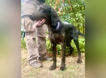Budha, lieber, gut gelaunter Retriever Mischlingsrüde geb. 10/2025