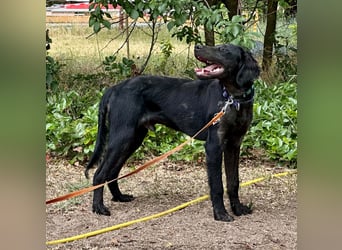 Budha, lieber, gut gelaunter Retriever Mischlingsrüde geb. 10/2025