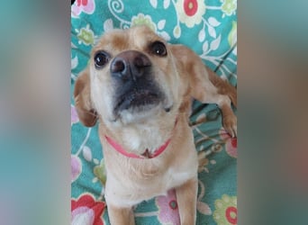 Szösz snfter freundlicher Labrador Mix