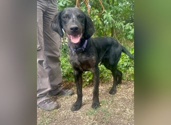 Budha, lieber, gut gelaunter Retriever Mischlingsrüde geb. 10/2025