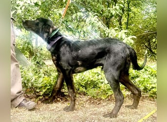 Budha, lieber, gut gelaunter Retriever Mischlingsrüde geb. 10/2025