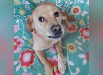 Szösz snfter freundlicher Labrador Mix