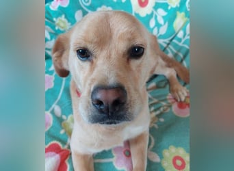 Szösz snfter freundlicher Labrador Mix